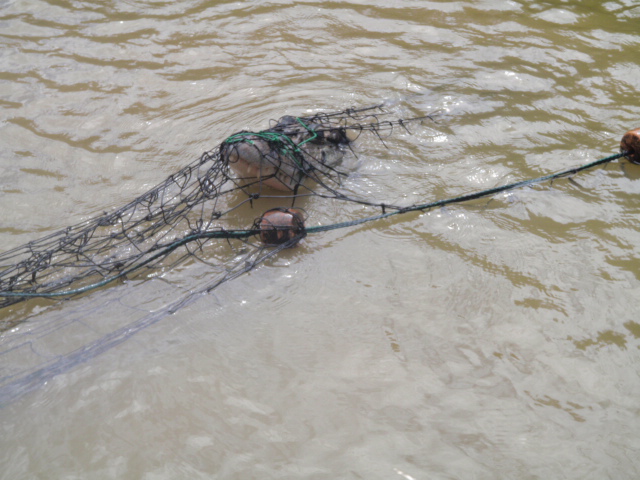 This 2.5m Black Caiman was brought up in the seine. It was released without harm to either the Caiman or the crew. 