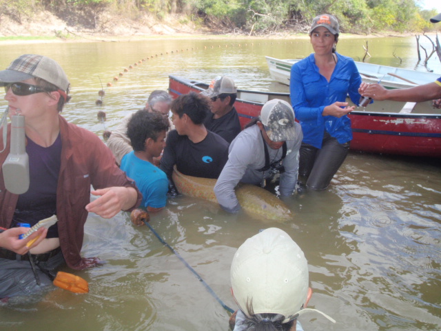 Getting ready to tag the Arapaima.