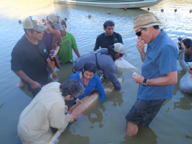 Taking blood and tissues from the tagged Arapaima.